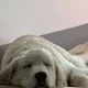 호이포이
