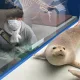 안뛰