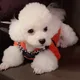 뇽이가