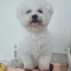 솜사탕