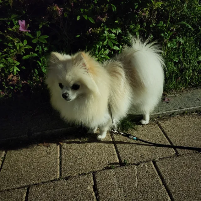 하늘이
