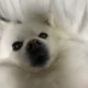 아아