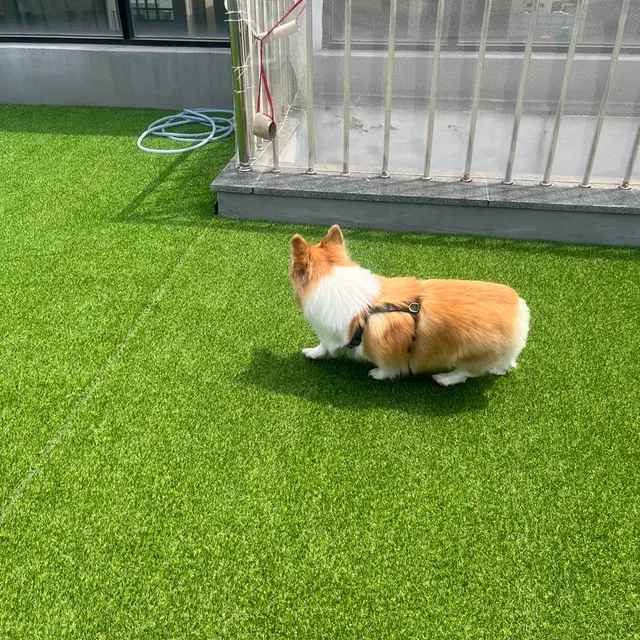 보리뚜리