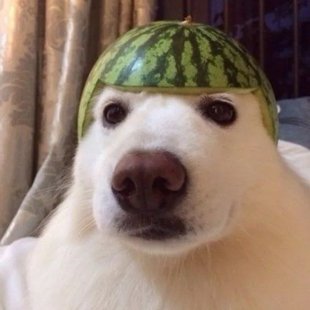 쿠우우