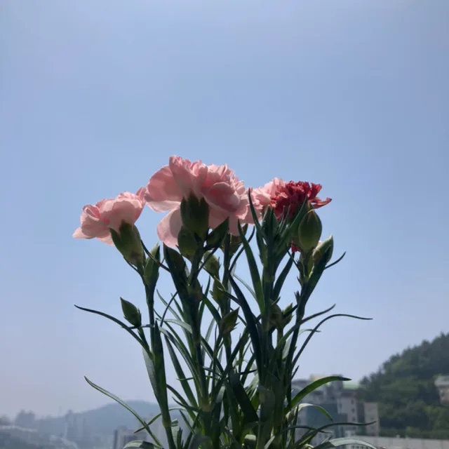 늘품