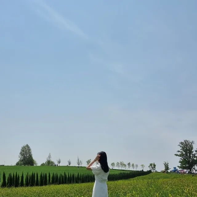 청보리