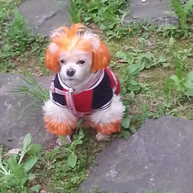 들꽃
