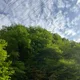 블루바틀