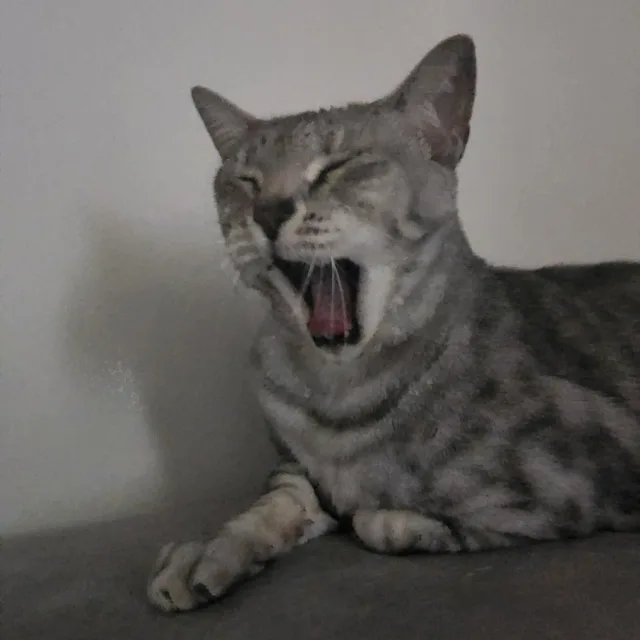 송송