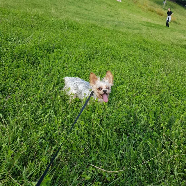 디귿히읗