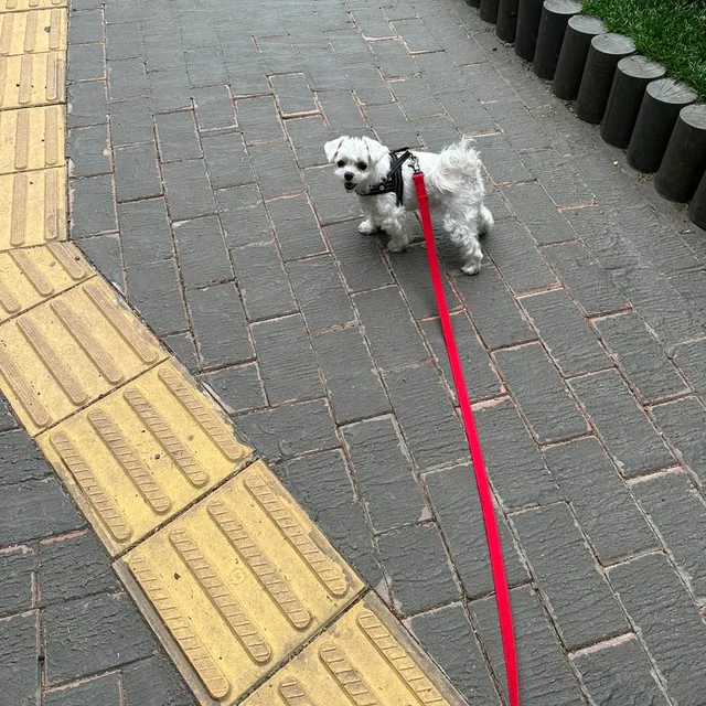 콩이마틸다
