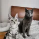 쿠크레오