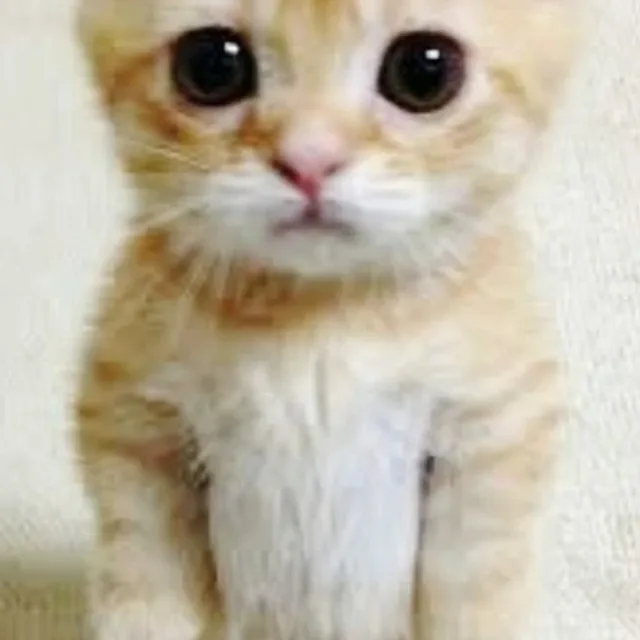 포키