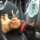 호양
