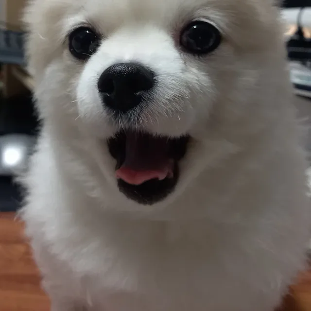 초롱이