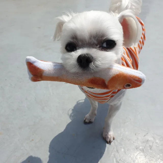 또치