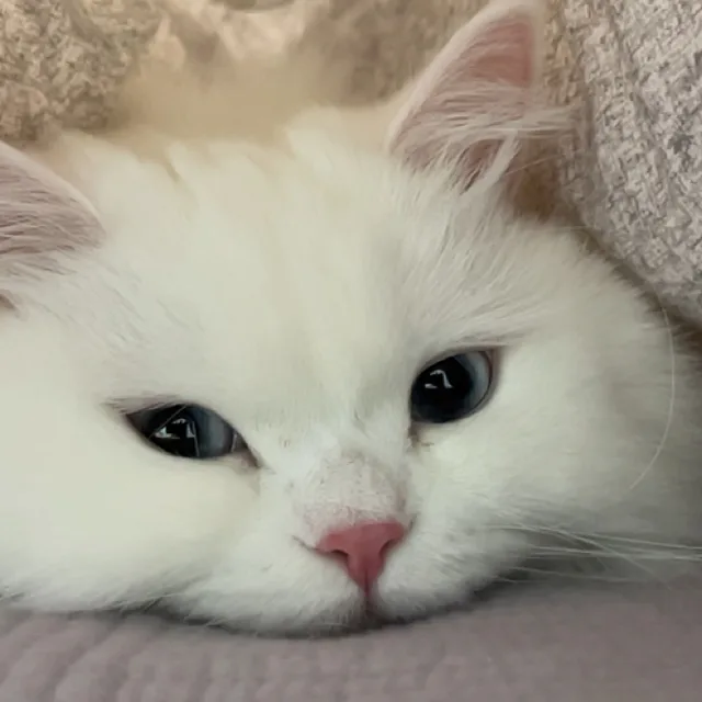 솜이