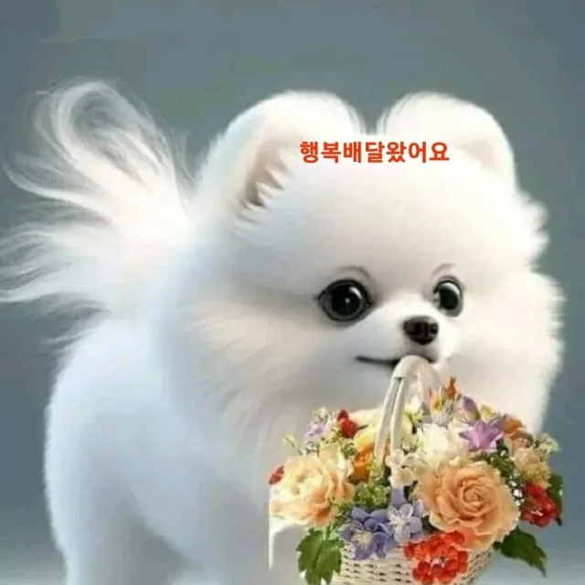 알파카