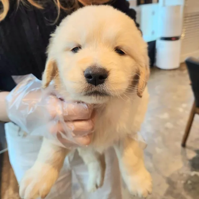 오라이몽