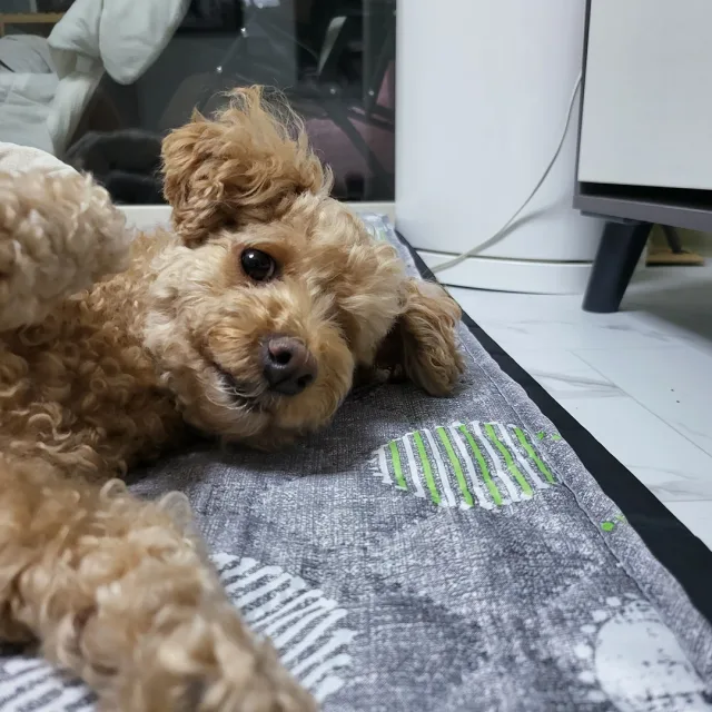 우됴밍