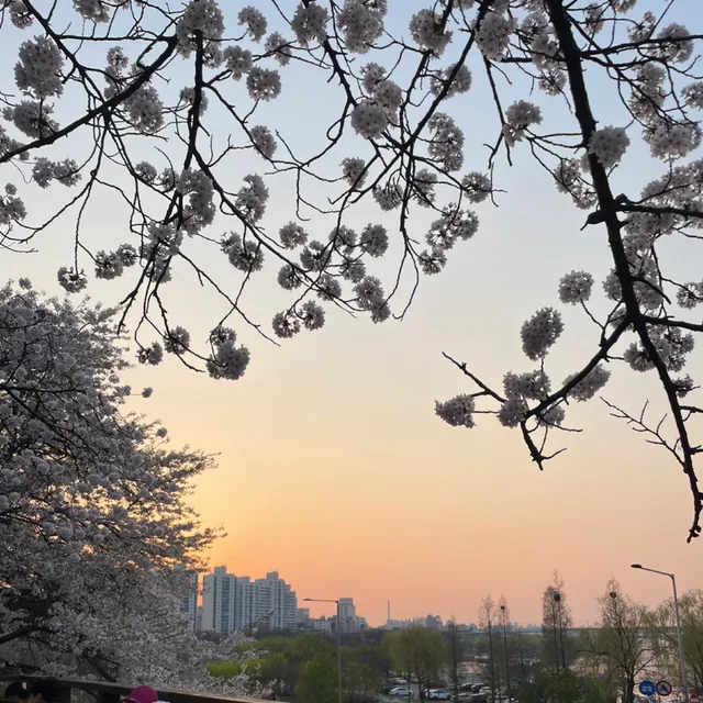 호두야