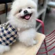 또또