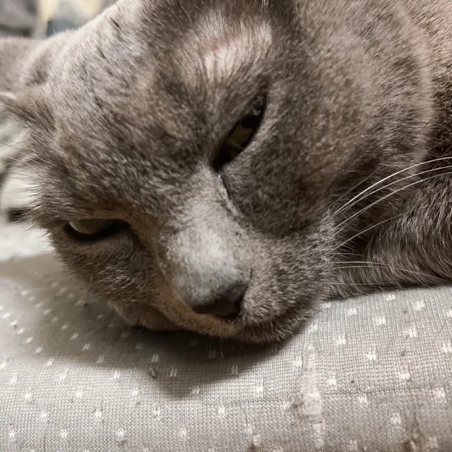 아지랑이