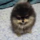 전복이