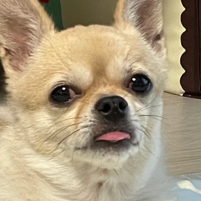 바니바니