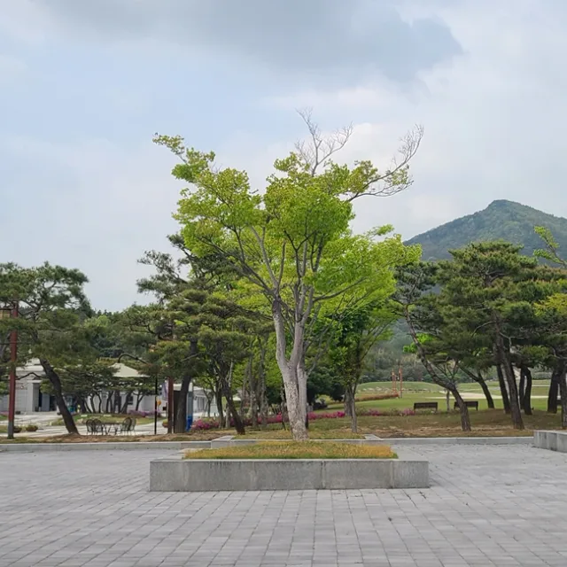 가시물고기