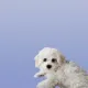코코팜