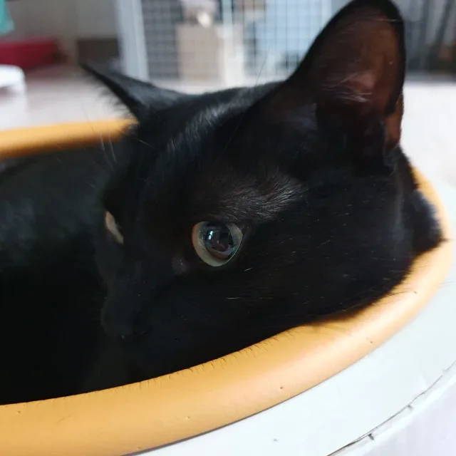 행복