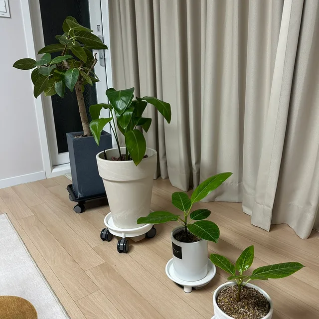 안뇽