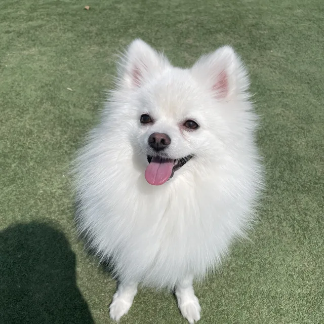 조이
