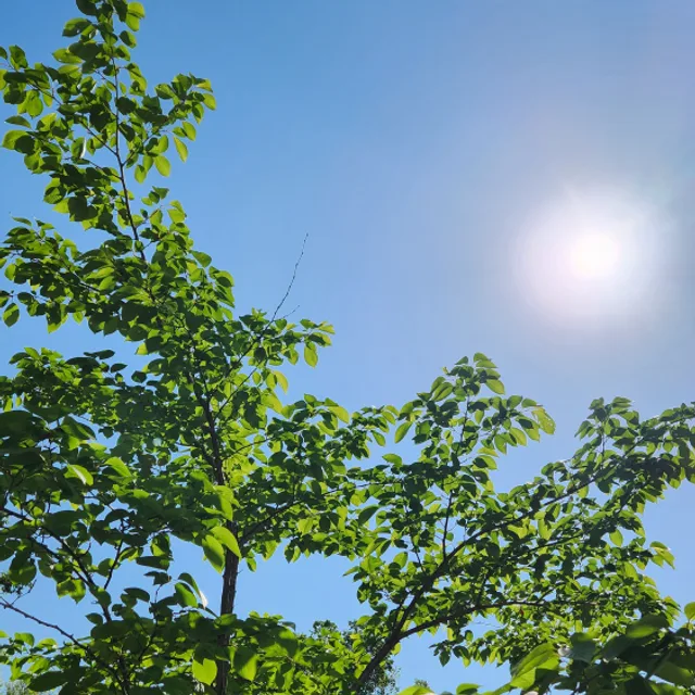 라임