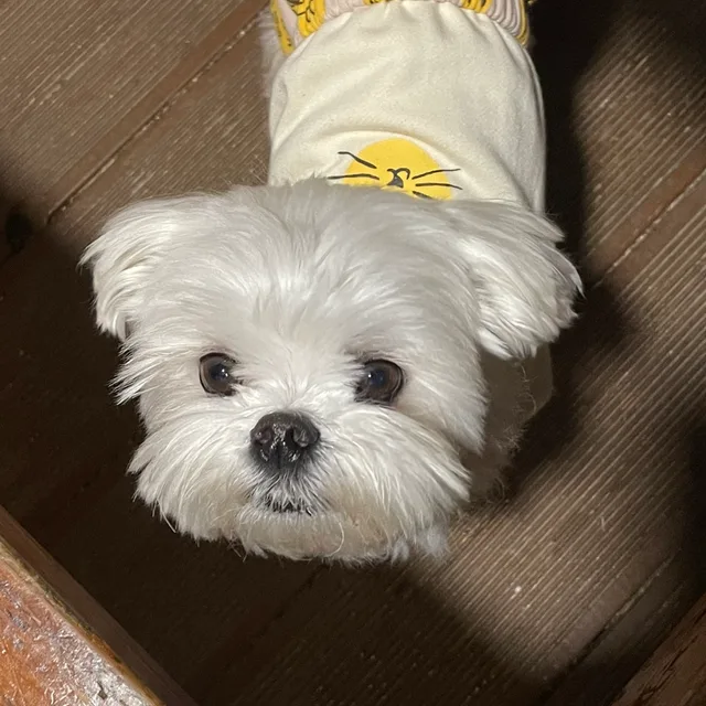 코미