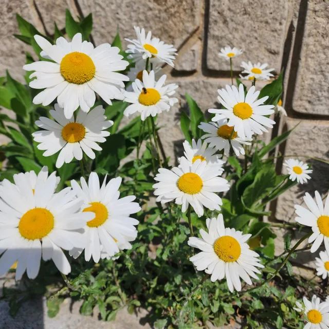 타이탄