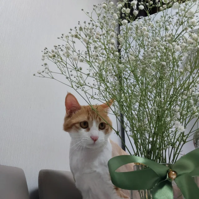 제로
