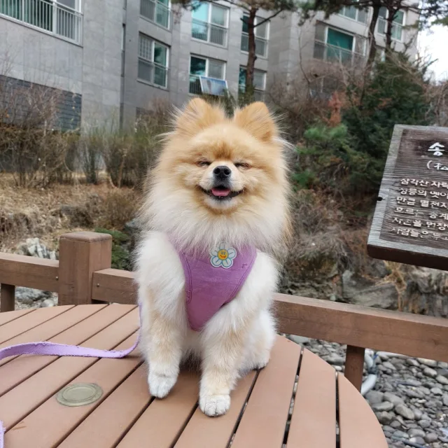 빵빵이