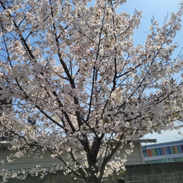브루노
