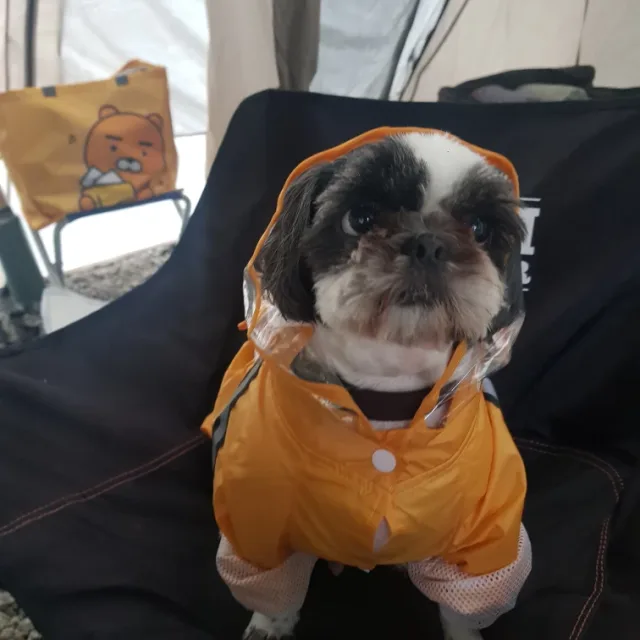 코비