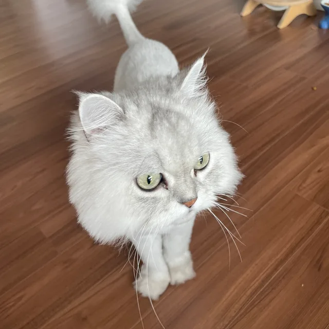 흑언니