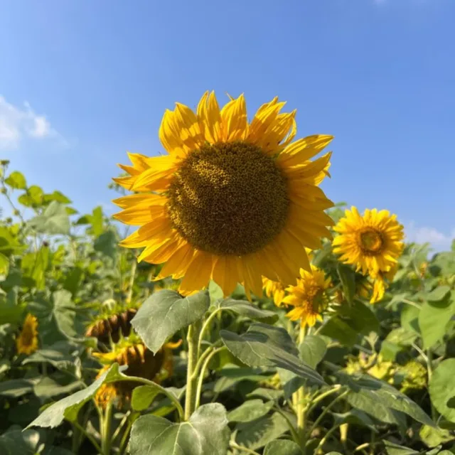 당근주스