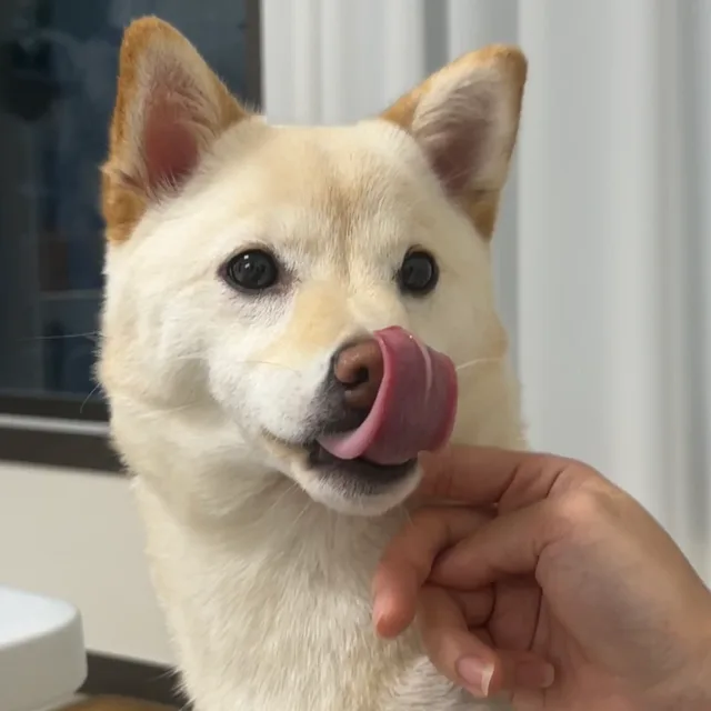 호두아빠