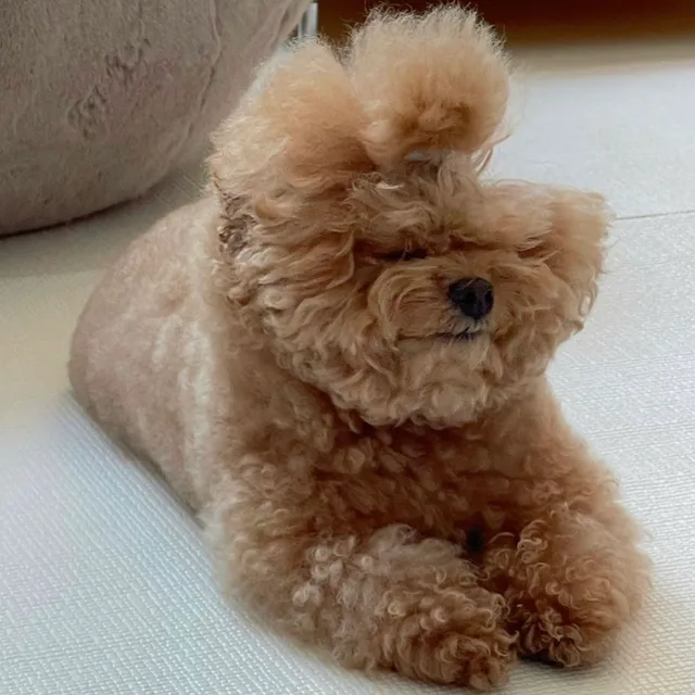 토실이네