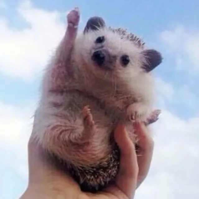 따봉도치