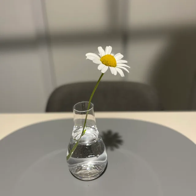 데이지