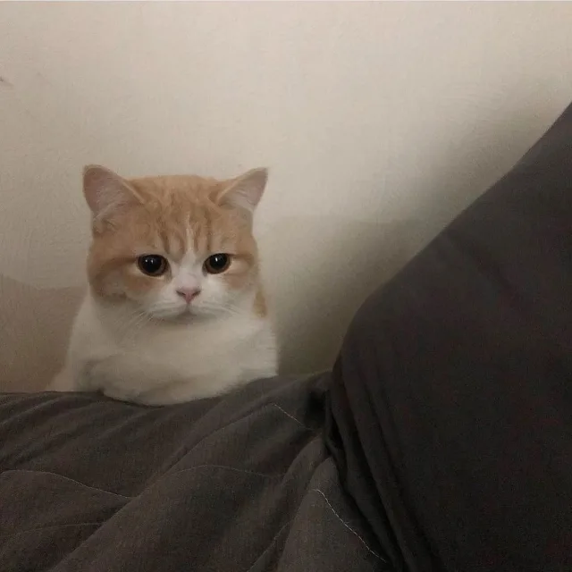 아아