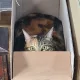 호래이