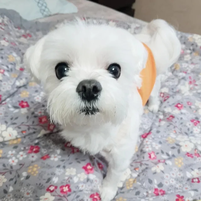 돌돌맘